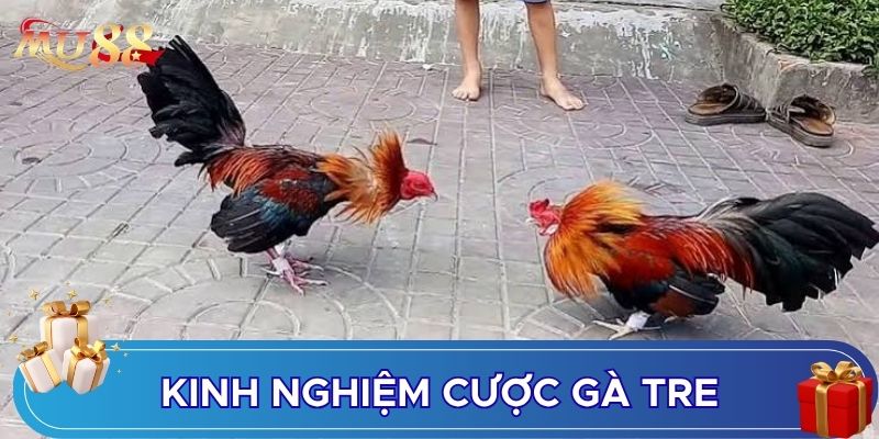 Kinh nghiệm cược gà tre